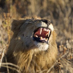 Meet your Posher, Tess